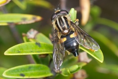 Helophilus antipodus