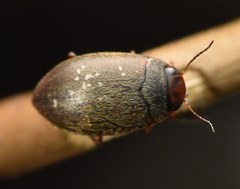 Hydroporus erythrocephalus