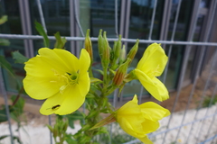 Oenothera