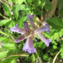 Phelipanche nana