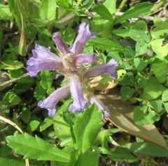 Phelipanche nana