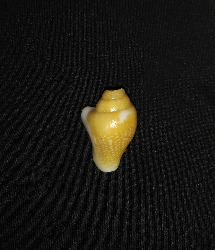 Columbella major