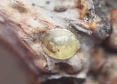 Lecanodiaspis