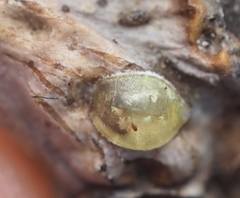 Lecanodiaspis