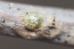Lecanodiaspis