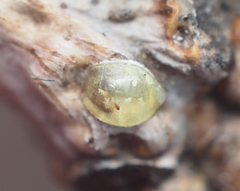 Lecanodiaspis