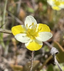 Hesperomecon linearis