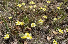 Hesperomecon linearis