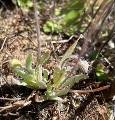 Hesperomecon linearis