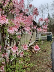 Rhododendron flammeum