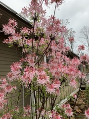 Rhododendron flammeum
