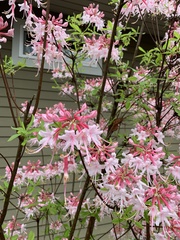 Rhododendron flammeum