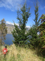 Nothofagus cliffortioides