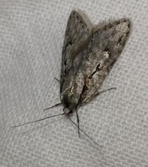 Semioscopis avellanella