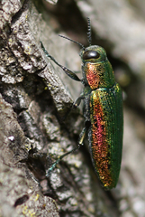 Lamprodila rutilans