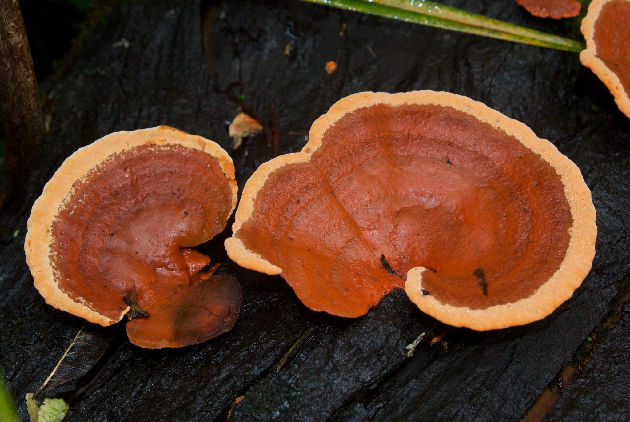 Pycnoporus coccineus image