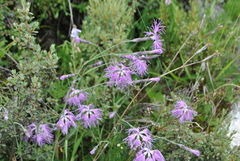 Dianthus superbus