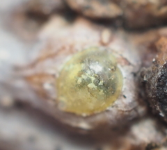 Lecanodiaspis