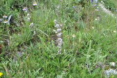 Silene gracilicaulis