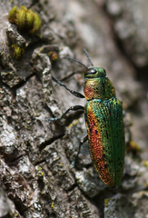 Lamprodila rutilans