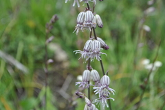 Silene gracilicaulis