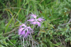 Dianthus superbus