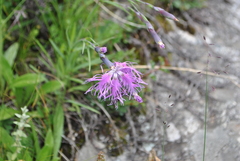 Dianthus superbus