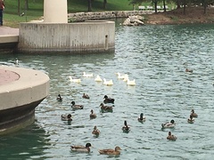 Anas platyrhynchos domesticus