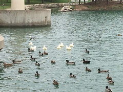 Anas platyrhynchos domesticus