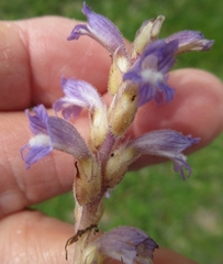 Phelipanche nana