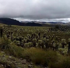 Espeletia pycnophylla