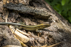 Holcosus quadrilineatus