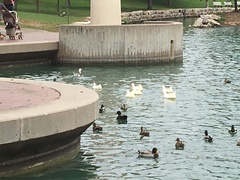 Anas platyrhynchos domesticus