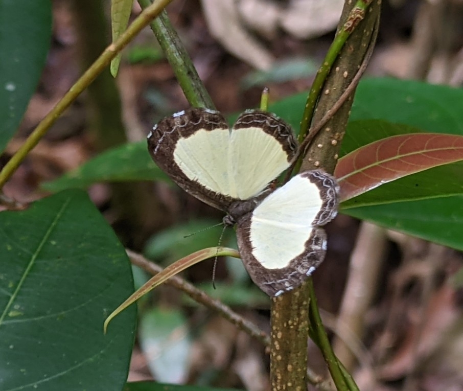 Nymphidium cachrus · iNaturalist