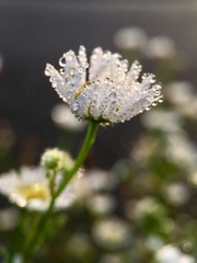 Erigeron annuus