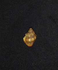 Gemophos sanguinolentus