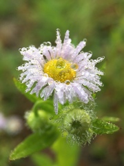 Erigeron annuus
