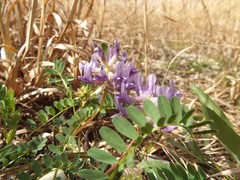 Astragalus bibullatus