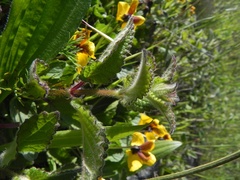 Stachydeae