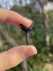 Lamniformes