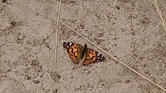 Vanessa altissima