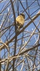 Sporophila morelleti