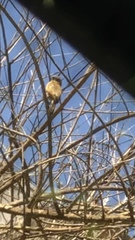 Sporophila morelleti