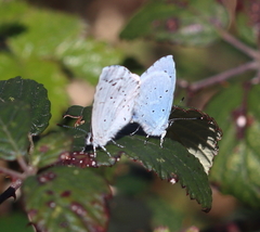 Celastrina argiolus