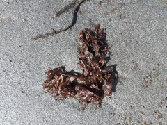 Chondrus