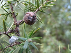 Juniperus oxycedrus badia