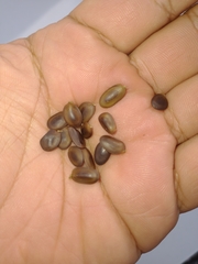 Havardia albicans