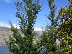 Nothofagus cliffortioides