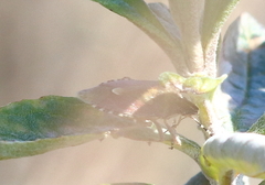 Dolycoris baccarum