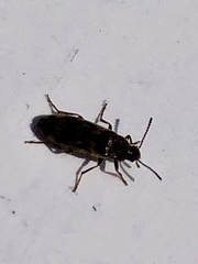 Prothalpia holmbergi
